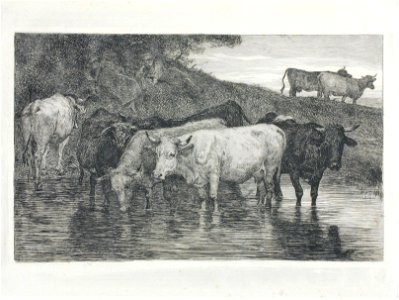 Zentralbibliothek Solothurn - Kühe am Wasser - aa0593