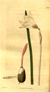 Zephyranthes versicolor2485
