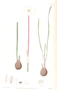 Zephyranthes chlorosolen (Cooperia drummondii) Edwards's Bot. Reg. 22. 1835. 1836