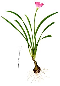 Zephyranthes versicolor Blanco2.271-cropped