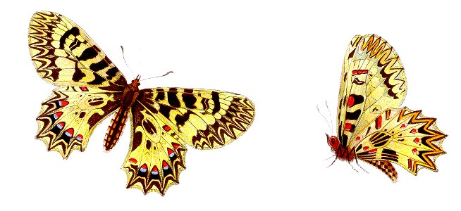 Zerynthia polyxena - Südlicher Osterluzeifalter