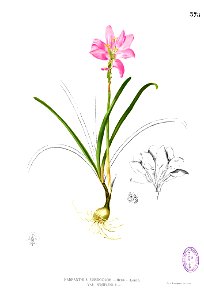 Zephyranthes versicolor Blanco2.375