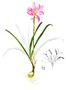Zephyranthes versicolor Blanco2.375-cropped