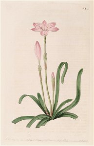 Zephyranthes rosea 10.821. Free illustration for personal and commercial use.