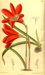 Zephyranthes cardinalis 140.8553