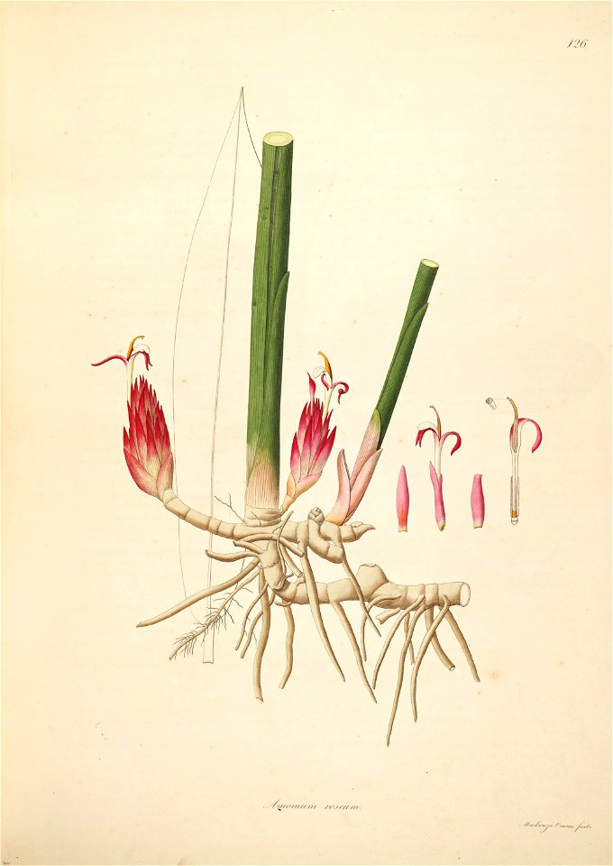 Zingiber roseum Roxburgh 1798 2-126