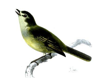 Zimmerius improbus improbus Smit