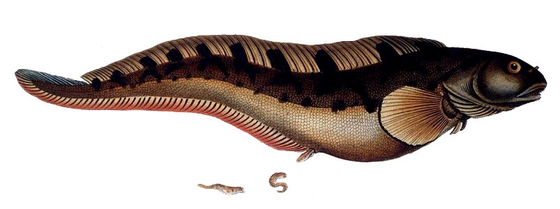 Zoarces viviparus