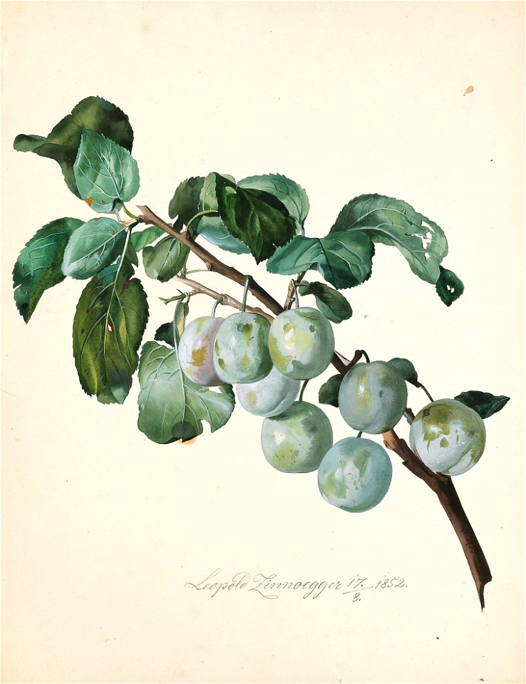 Leopold Zinnögger - Ringlottenzweig (1852)