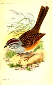 ZonotrichiaWhitiiHart
