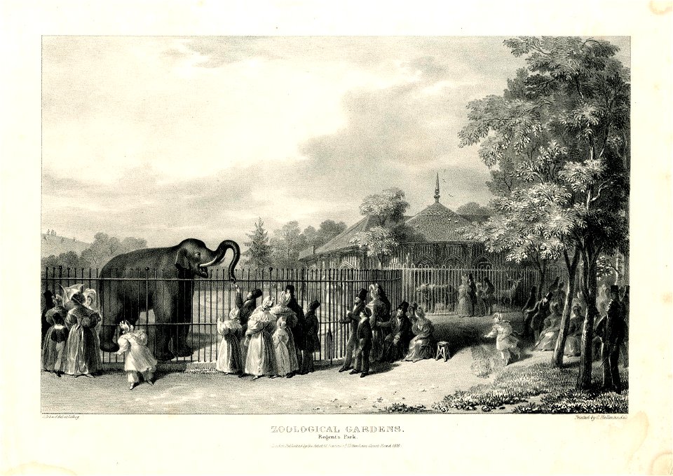 Zoological Gardens. Regent's Park. (BM 1954,1103.16)
