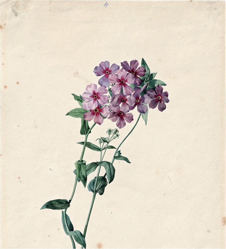 Leopold Zinnögger - Rosa blühender Phlox