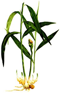 Zingiber officinale Blanco1.131-cropped