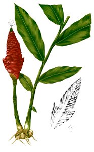 Zingiber montanum Blanco2.370-cropped