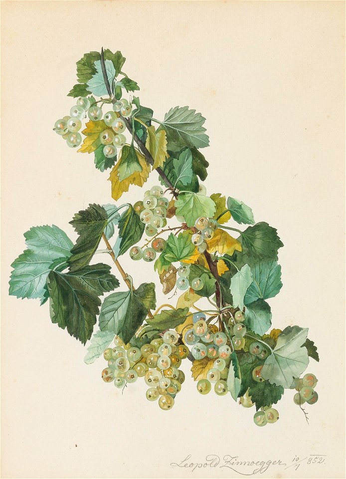 Leopold Zinnögger - Grüne Ribisel (1852)