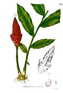 Zingiber montanum Blanco2.370