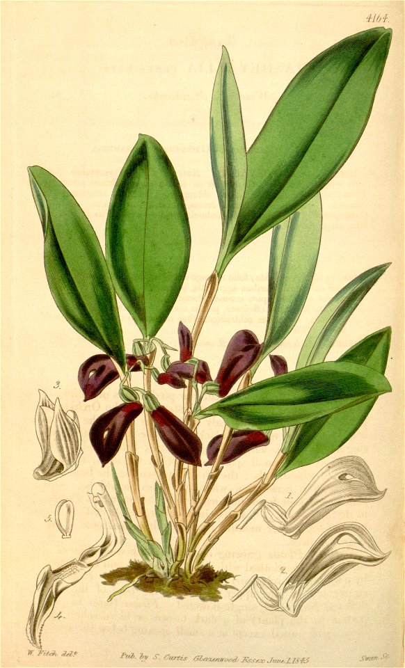 Zootrophion atropurpureum (as Masdevallia fenestrata) - Curtis' 71 (Ser. 3 no. 1) pl. 4164 (1845)