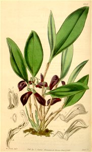 Zootrophion atropurpureum (as Masdevallia fenestrata) - Curtis' 71 (Ser. 3 no. 1) pl. 4164 (1845)