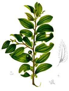 Ziziphus oenoplia Blanco2.433-cropped