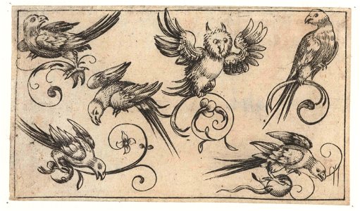Zes vogels waaronder een uil