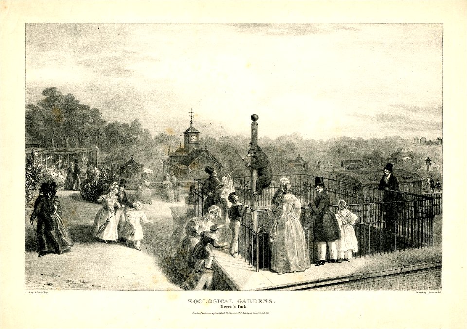 Zoological Gardens. Regent's Park. (BM 1893,0803.88.6)