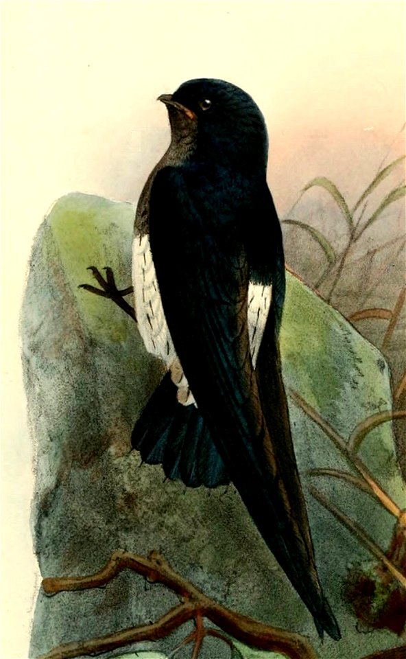 Zoonavena thomensis Keulemans