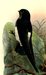 Zoonavena thomensis Keulemans