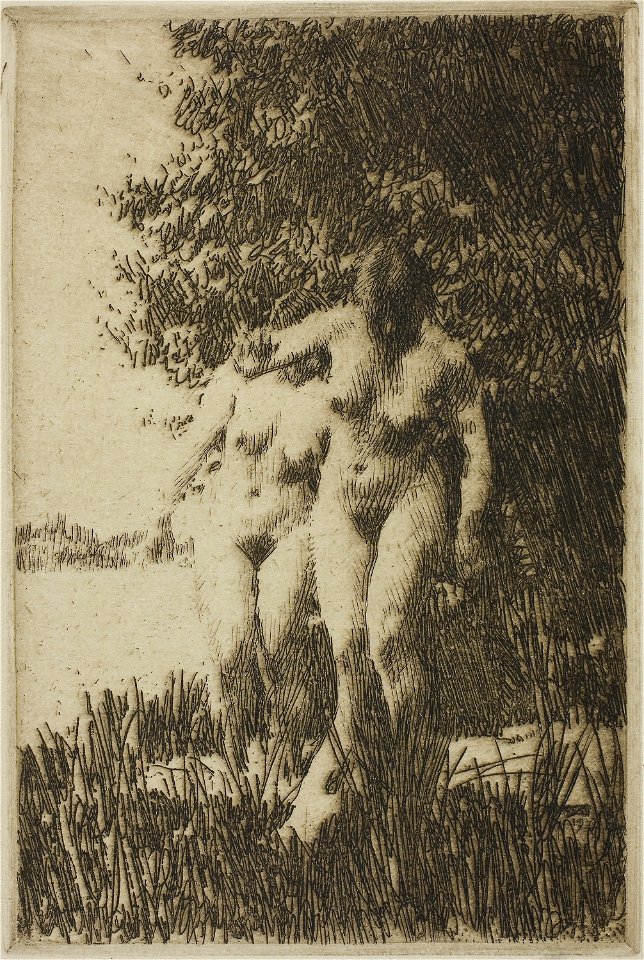 Zorn - Alder, 1927.2086