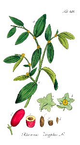Zizyphus zizyphus Ypey54