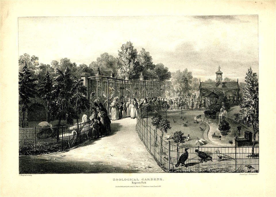 Zoological Gardens. Regent's Park. (BM 1893,0803.88.5)