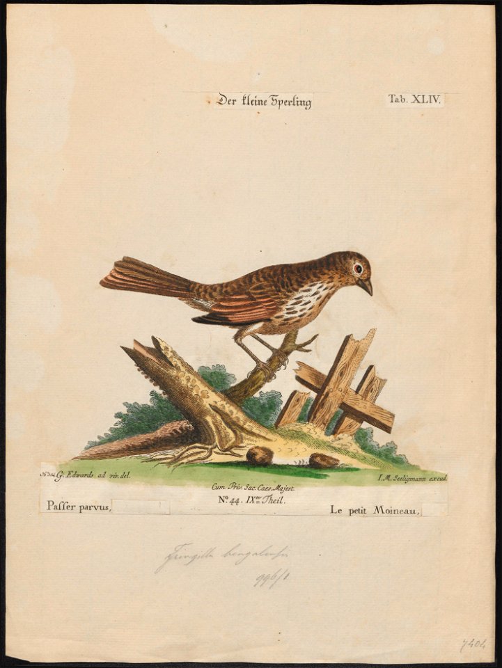 Zonotrichia iliaca - 1700-1880 - Print - Iconographia Zoologica - Special Collections University of Amsterdam - UBA01 IZ16000297