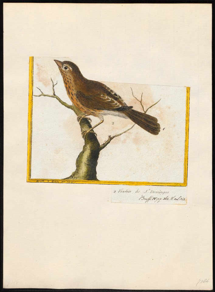 Zonotrichia liturata - 1700-1880 - Print - Iconographia Zoologica - Special Collections University of Amsterdam - UBA01 IZ16000293