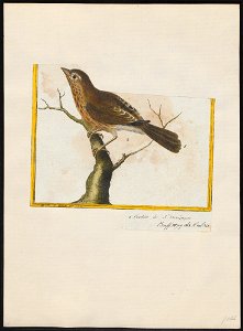 Zonotrichia liturata - 1700-1880 - Print - Iconographia Zoologica - Special Collections University of Amsterdam - UBA01 IZ16000293