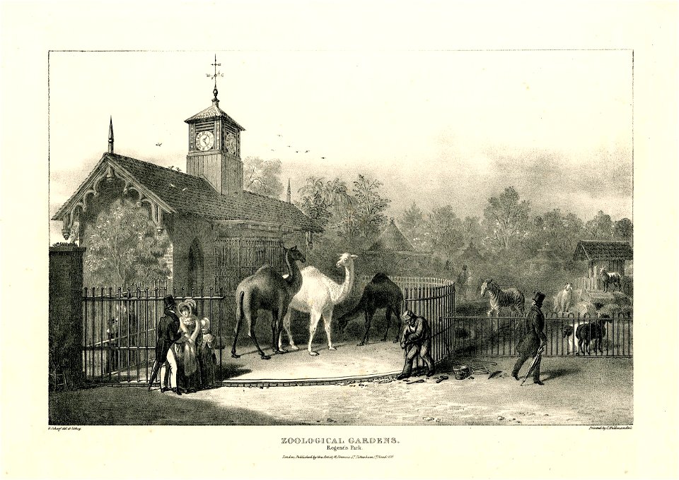 Zoological Gardens. Regent's Park. (BM 1862,1108.576)