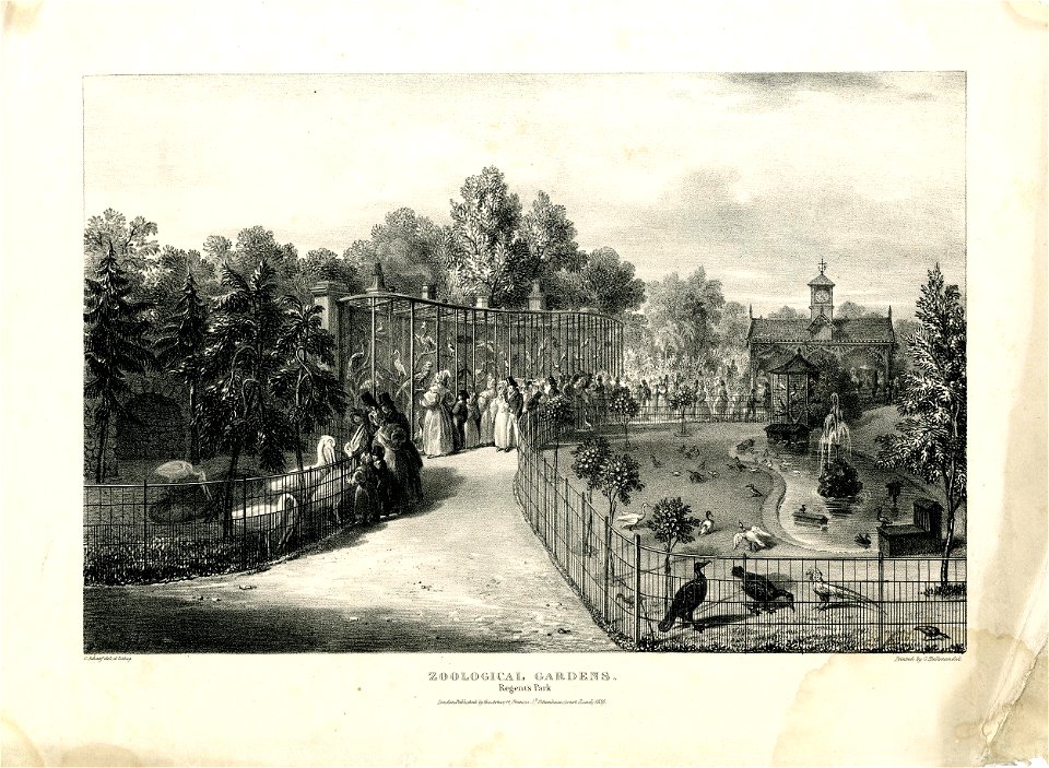 Zoological Gardens. Regent's Park. (BM 1954,1103.13)