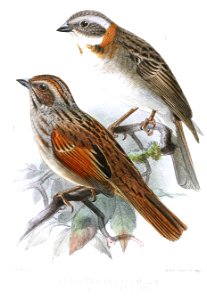 ZonotrichiaKeulemans