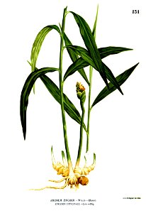 Zingiber officinale Blanco1.131
