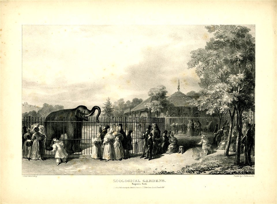 Zoological Gardens. Regent's Park. (BM 1893,0803.88.4)