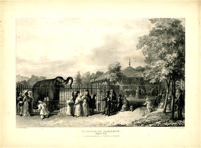Zoological Gardens. Regent's Park. (BM 1893,0803.88.4)