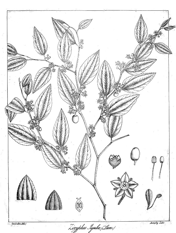 Zizyphus jujuba Govindoo