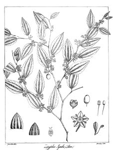 Zizyphus jujuba Govindoo