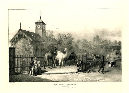 Zoological Gardens. Regent's Park. (BM 1862,1108.577)