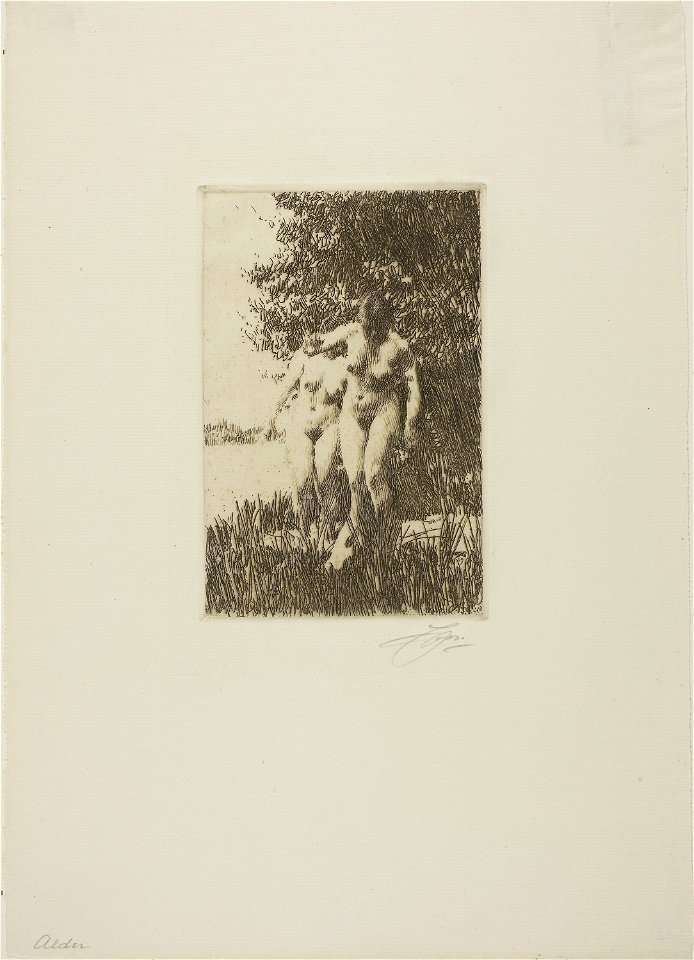 Zorn - Alder, 1927.2087