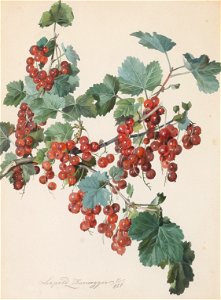 Leopold Zinnögger - Rote Ribisel (1851)