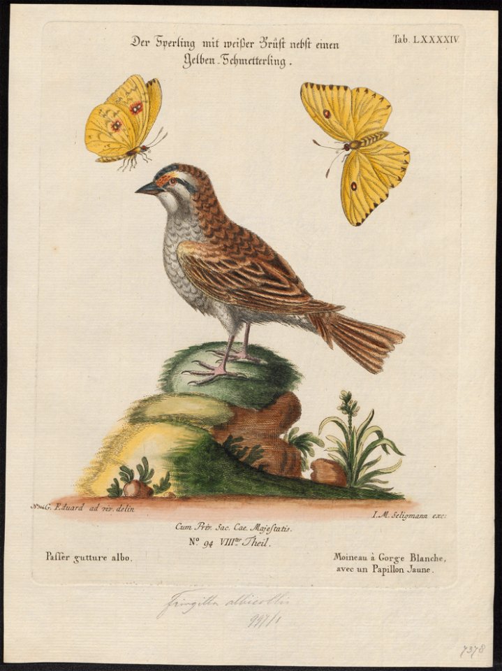 Zonotrichia albicollis - 1700-1880 - Print - Iconographia Zoologica - Special Collections University of Amsterdam - UBA01 IZ16000289