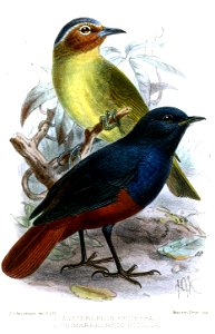 ZosterornisChimarrhornisKeulemans