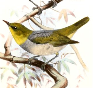 Zosterops lateralis flaviceps Smit