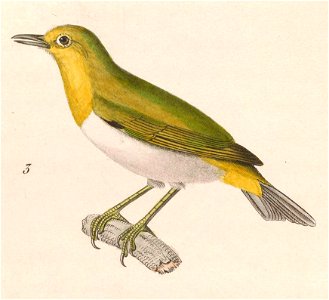 Zosterops palpebrosus 1838