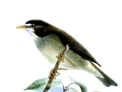 Zosterops melanocephalus Keulemans