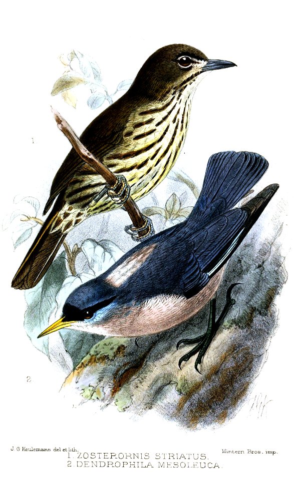 ZosterornisDendrophilaKeulemans